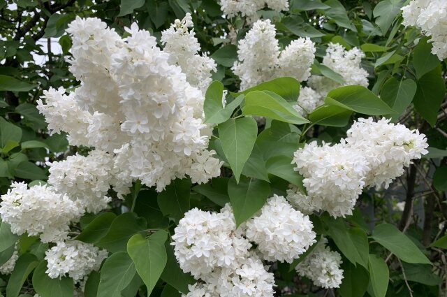    Отдельная тема для разговора – уникальная коллекция сирени. Она одна из лучших в России и насчитывает около 150 сортов. Фото:  АиФ/ Ирина Малина