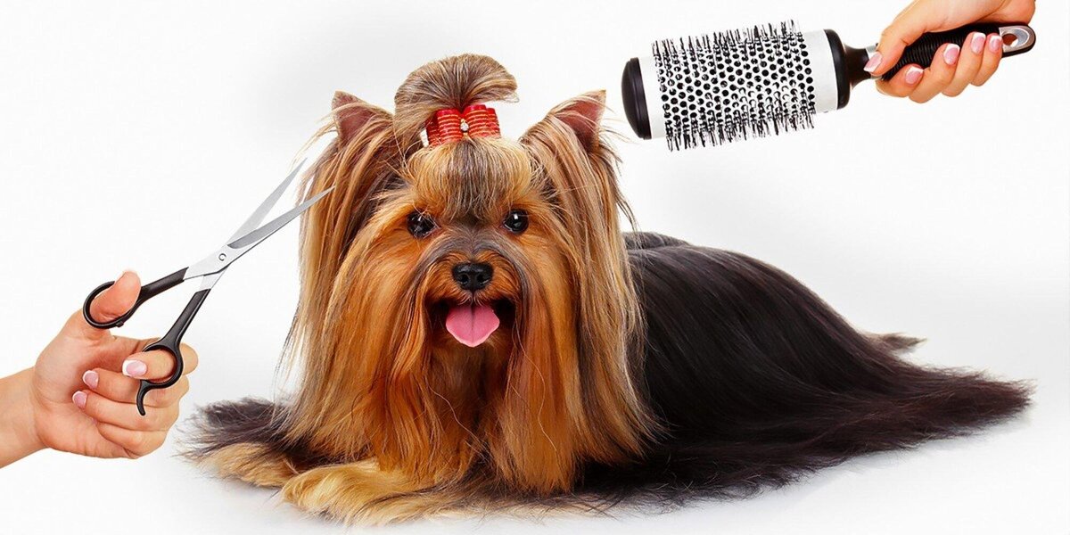 Фото взято с https://gas-kvas.com/risunki-zhivotnyh/print:page,1,24899-risunki-na-zhivotnyh-gruming-46-foto.html