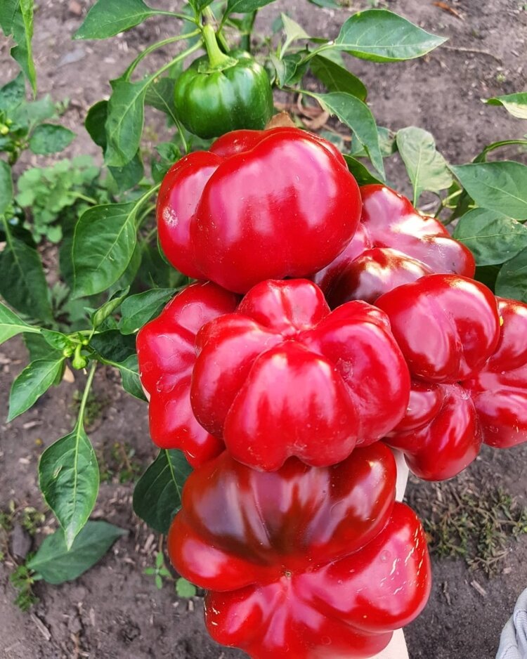 (Картинка честно стырена с просторов интернета. Гогошары)