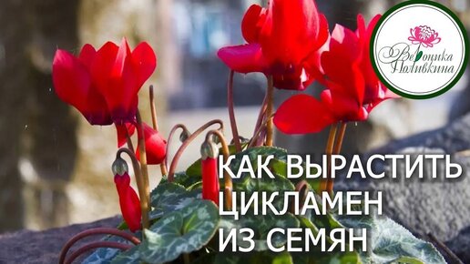 Как вырастить цикламен из семян