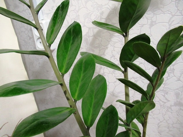 5 полезных подсказок, как ухаживать за цветком замиокулькас