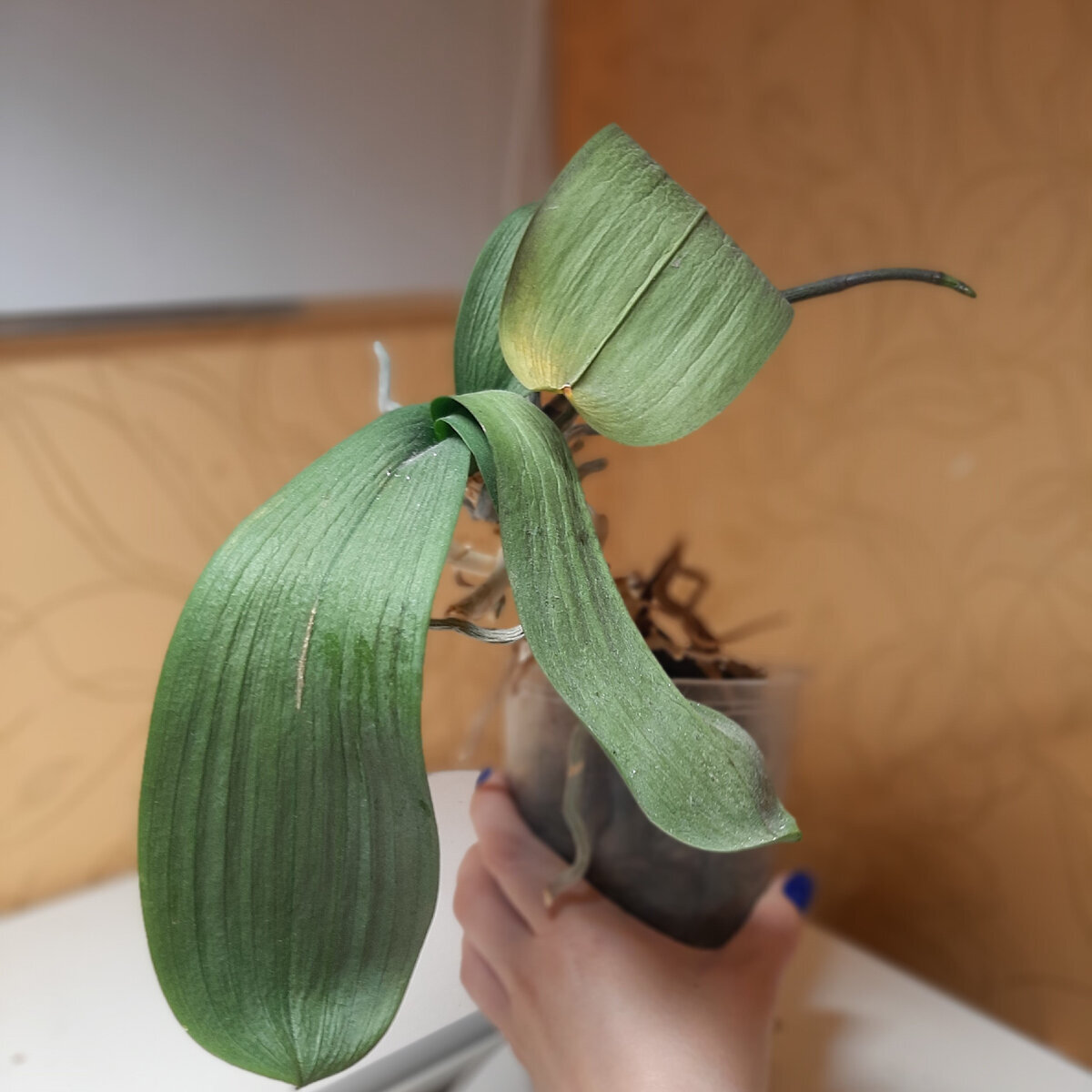 Это фото вы уже наверняка видели на канале, но сложно представить более подходящую иллюстрацию для плохого тургора. Кстати зимой 2023 эта орхидея будет цвести, обязательно покажу когда распустится