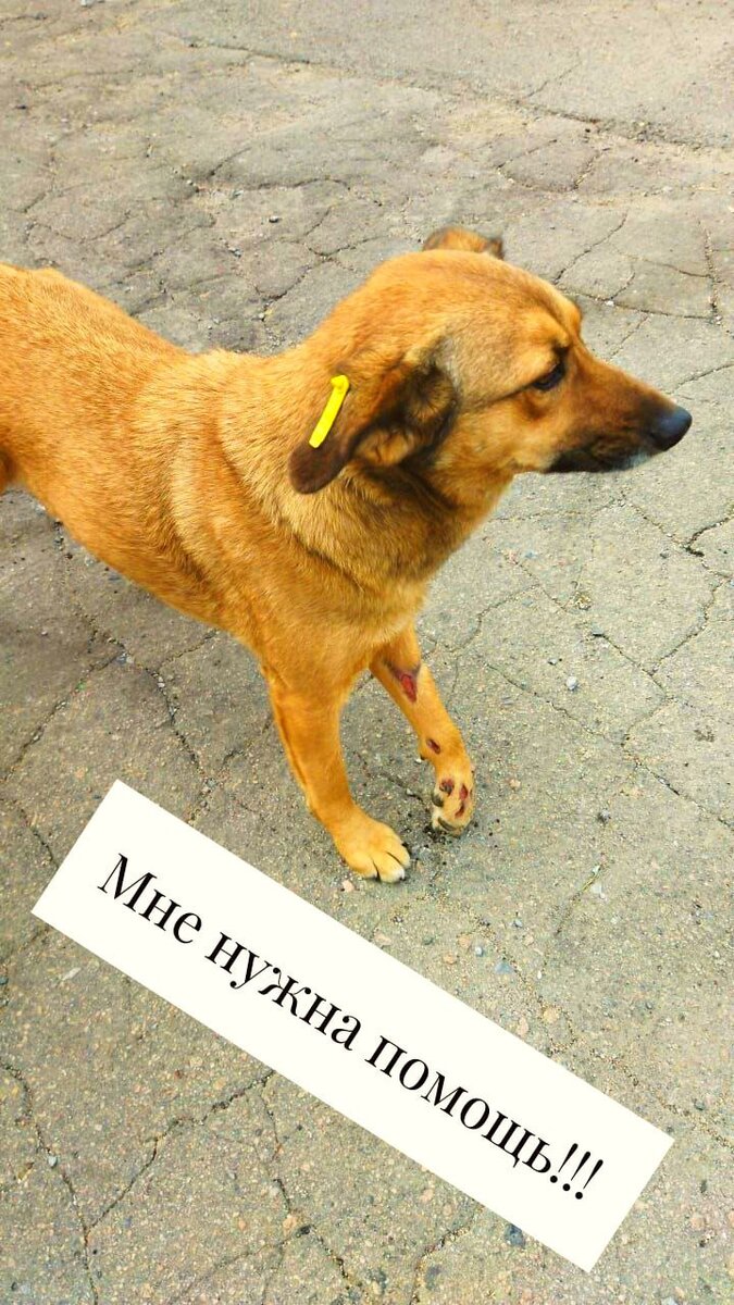 Дариша с травмированной лапкой