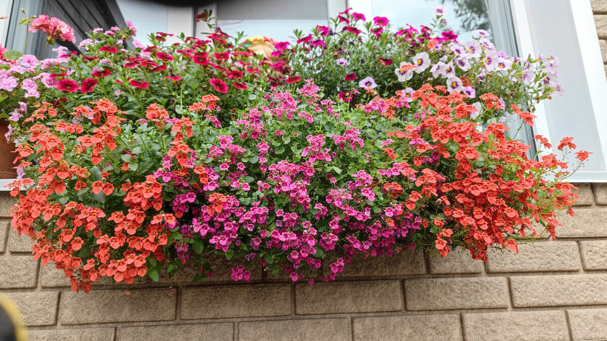 Фото канала Сад-огород в Сибири https://dzen.ru/b/ZQ5FGZ2oYhEtjkY5