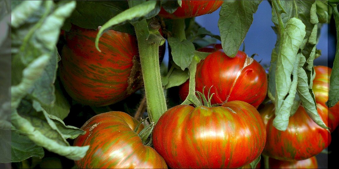 Лучшие томаты для вашего здоровья: самые полезные сорта-гибриды томатов, которые помогут укрепить иммунитет