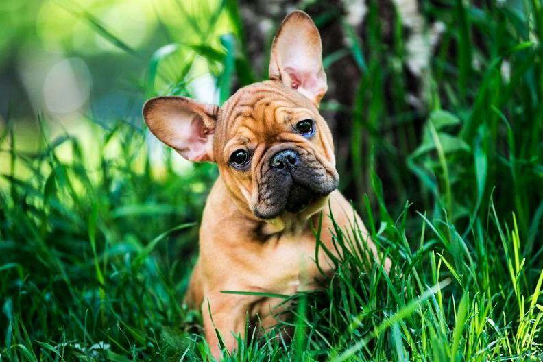 Заводчики и владельцы об американских бульдогах: особенности выбора и содержания