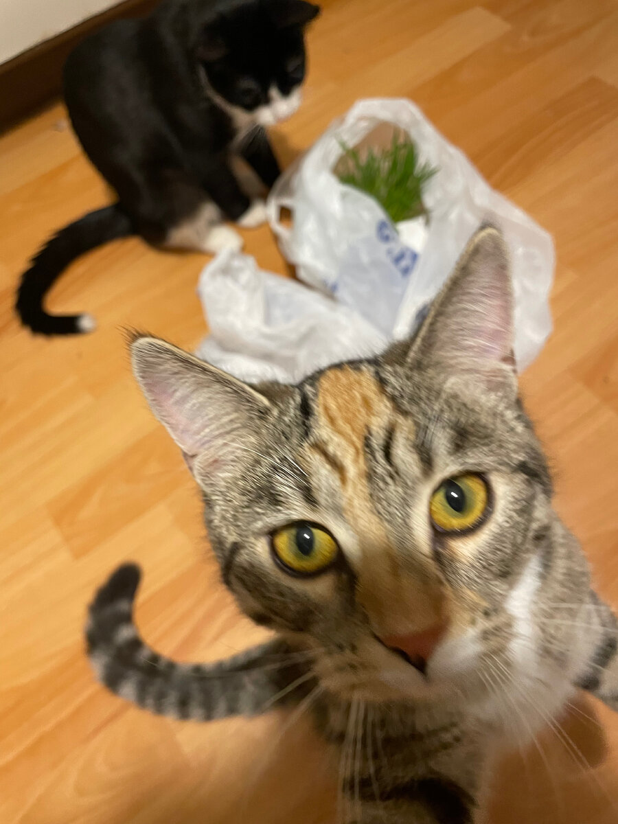 Коты, которых нужно обеспечивать 