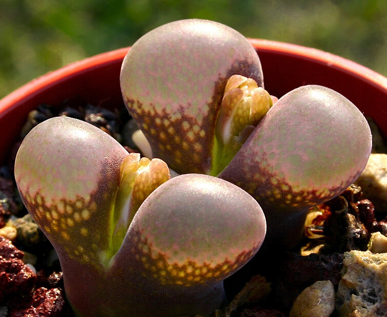 Литопс optica rubra