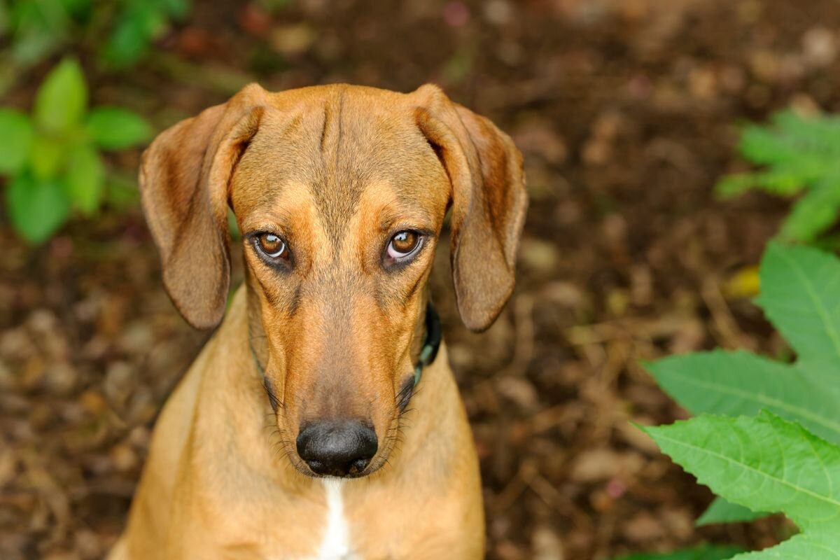 Может ли собака обидеться на хозяина? Есть ли чувство обиды у собак | Dog  Breeds | Дзен