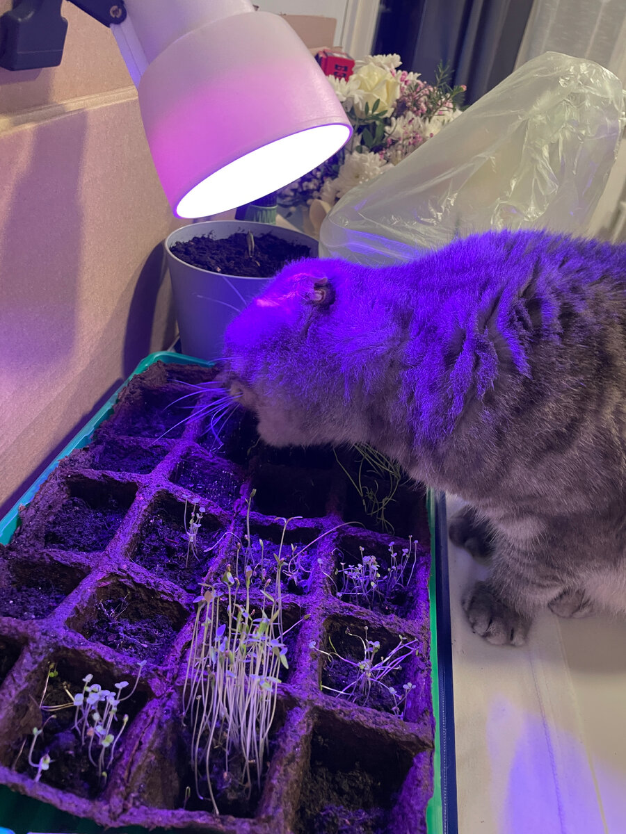 Кошка ест рассаду 