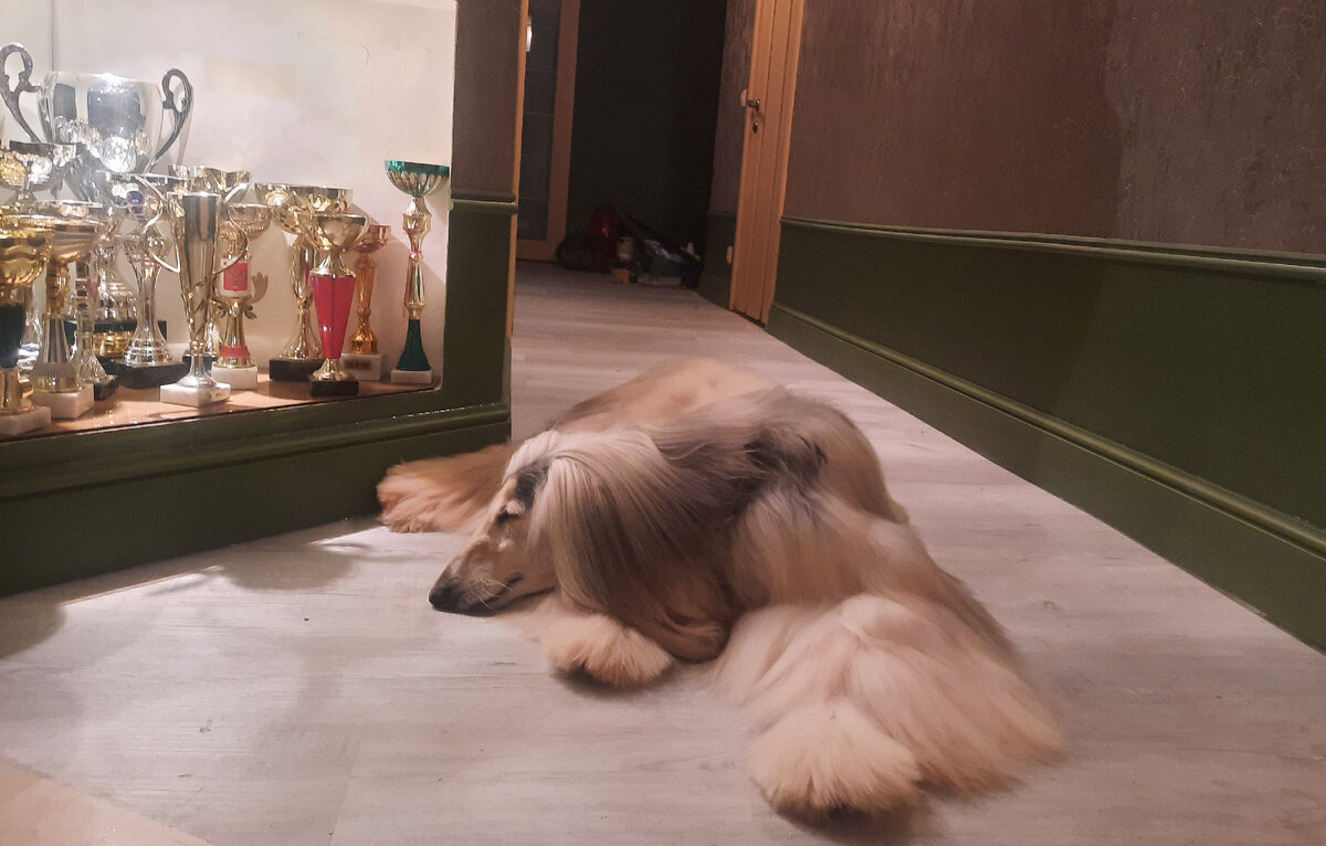 Санины сны.