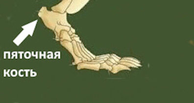 Вот так устроена стопа медведя. Видно, что пятка на землю не опирается.