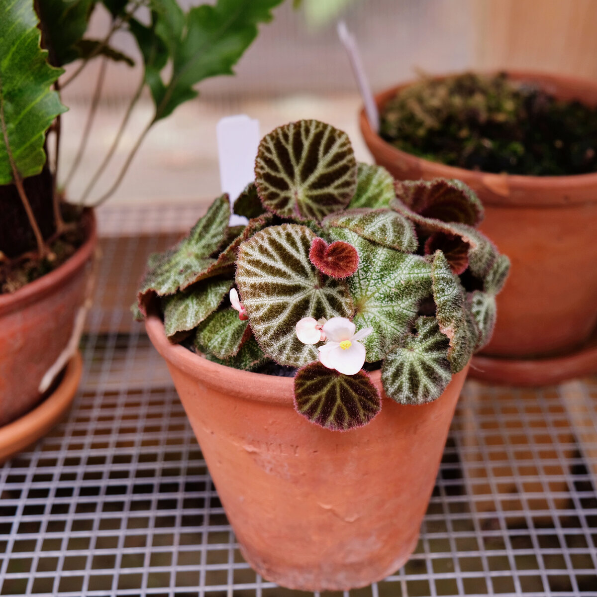 Бегония Begonia ningmingensis var. bella.