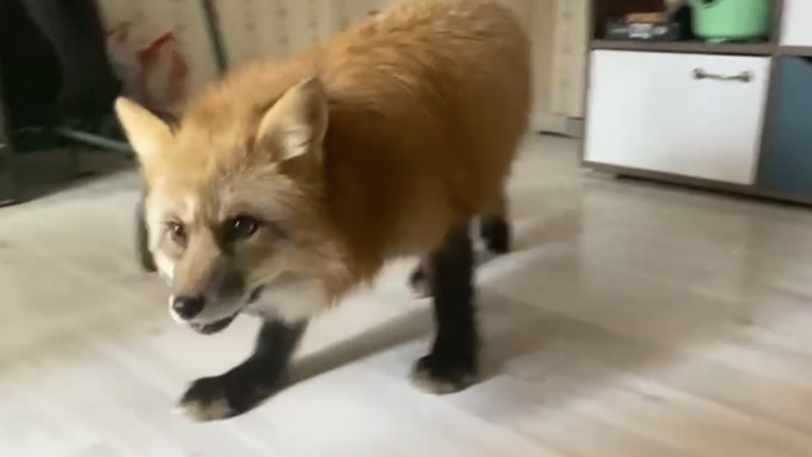 Фото из домашнего архива предоставлено хозяйкой