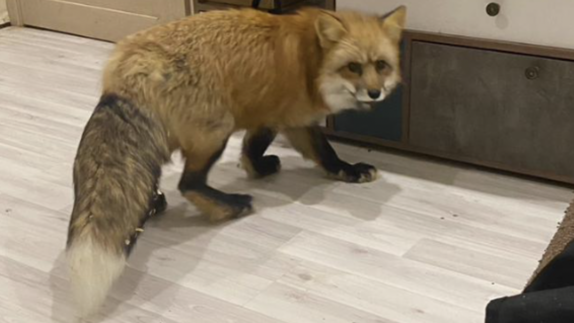 Фото предоставлено хозяйкой