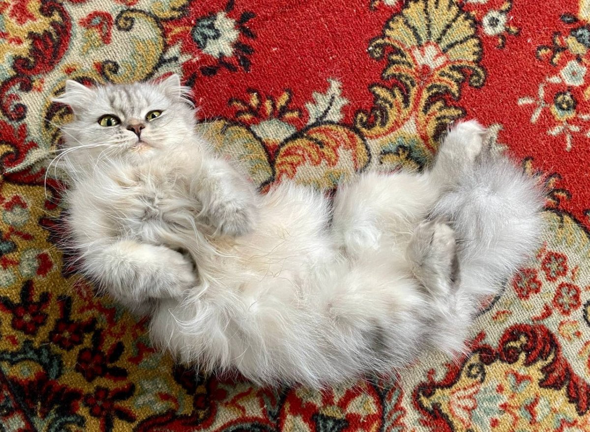    Бойцам СВО в Донбасс астраханцы отвезли несколько кошек