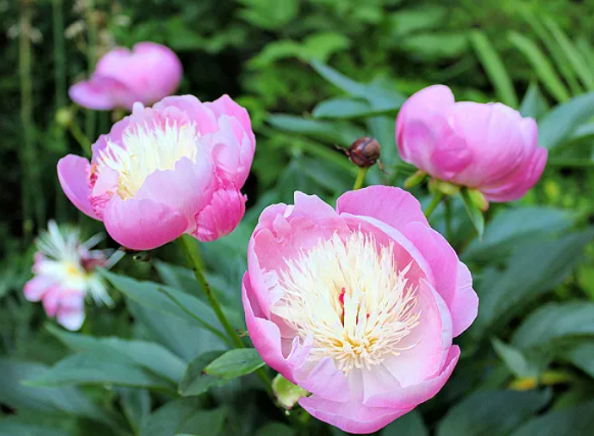 Пионы — популярные многолетние растения с большими ароматными цветами красного, розового, белого и желтого цветов.