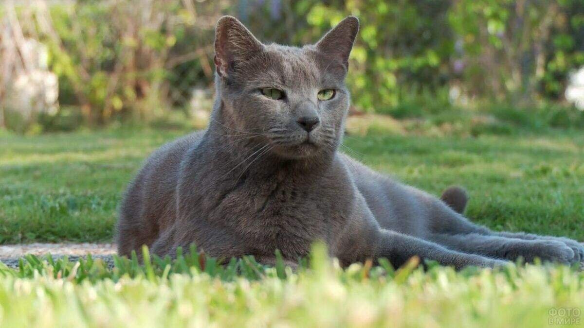 Сиамская кошка