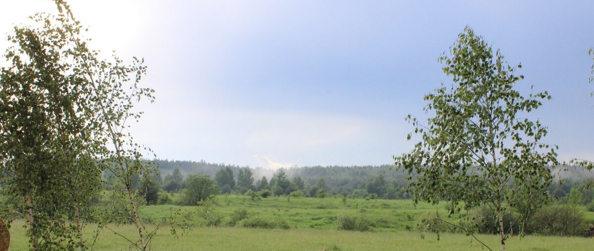 Вот такие у нас луга! Словно бархатные! Хороши и молоденькие берёзки на лугу.