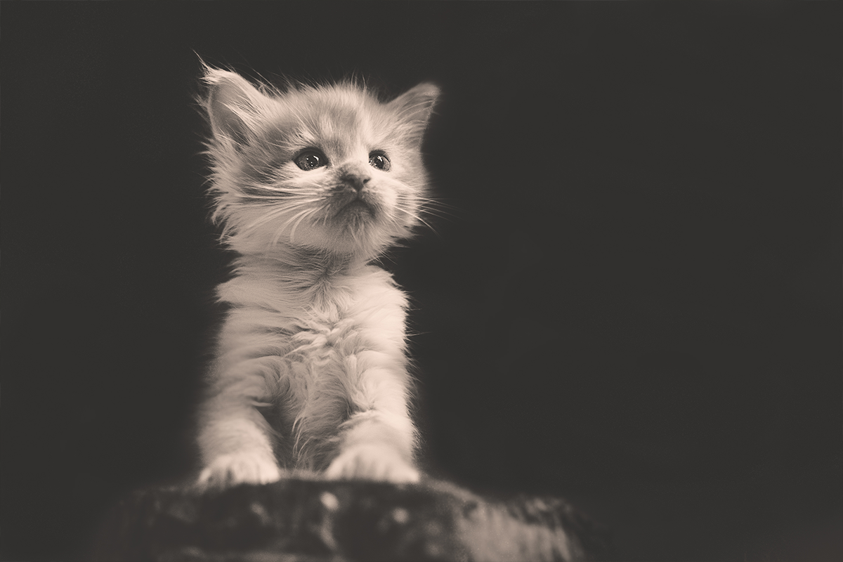 Взято для иллюстрации из сети Интернет