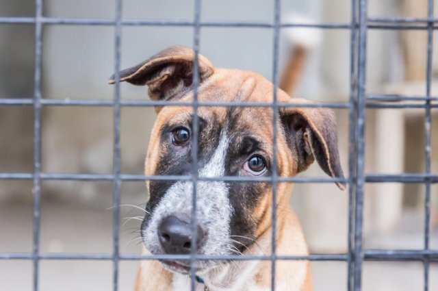    Когда корейцы перестанут есть собачатину?