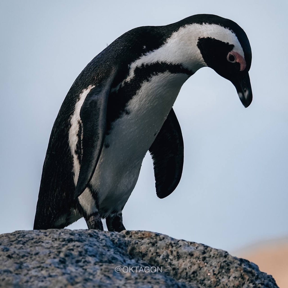 Как звали пингвинов. Южноафриканский Пингвин. Как назвать пингвина. Детеныш пингвина называется. Южноафриканский Пингвин вектор.