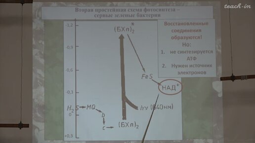 Download Video: Константинова С.В.-Общая физиология растений-7.Световая фаза фотосинтеза и фотосинтетический аппарат