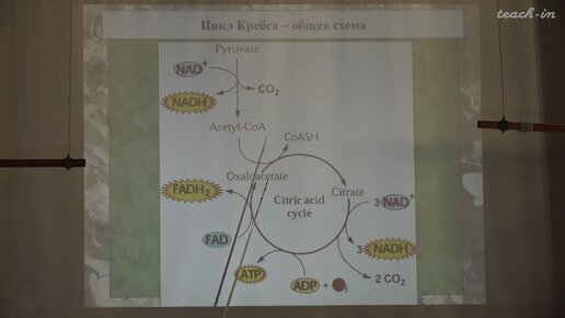 Константинова С.В. - Общая физиология растений - 4. Цикл Кребса и глиоксилатный цикл