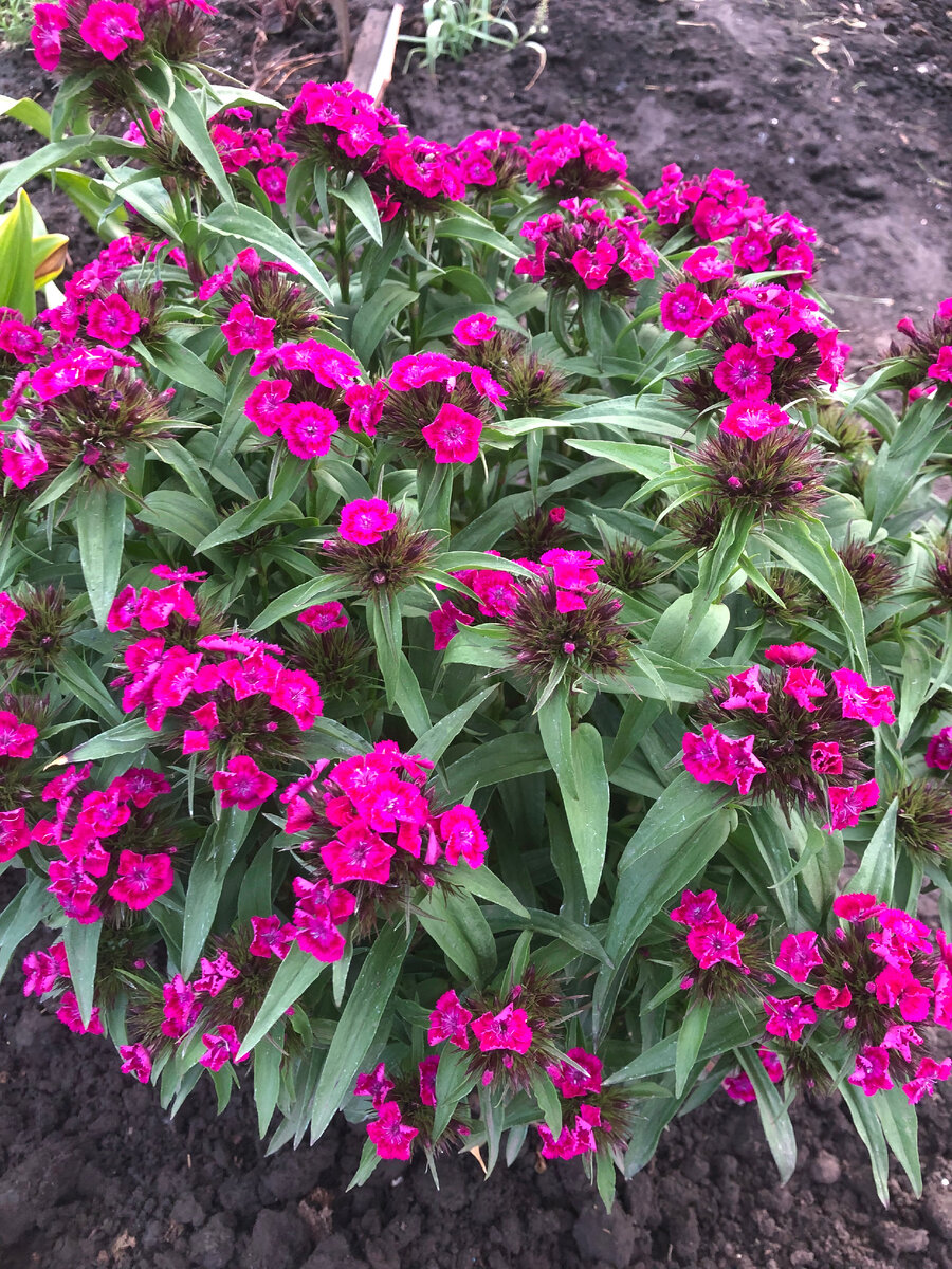 гвоздика турецкая. Фото автора