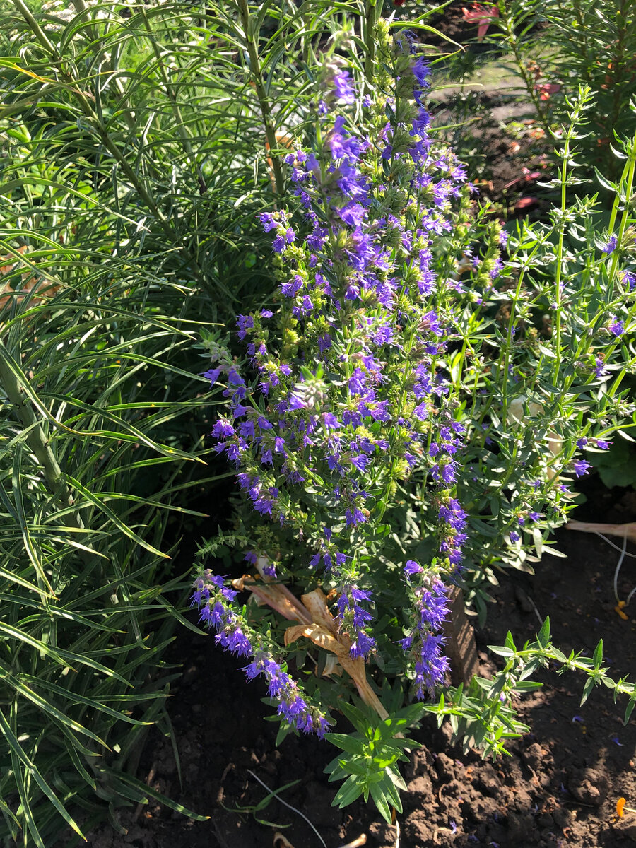 Иссоп, фото автора