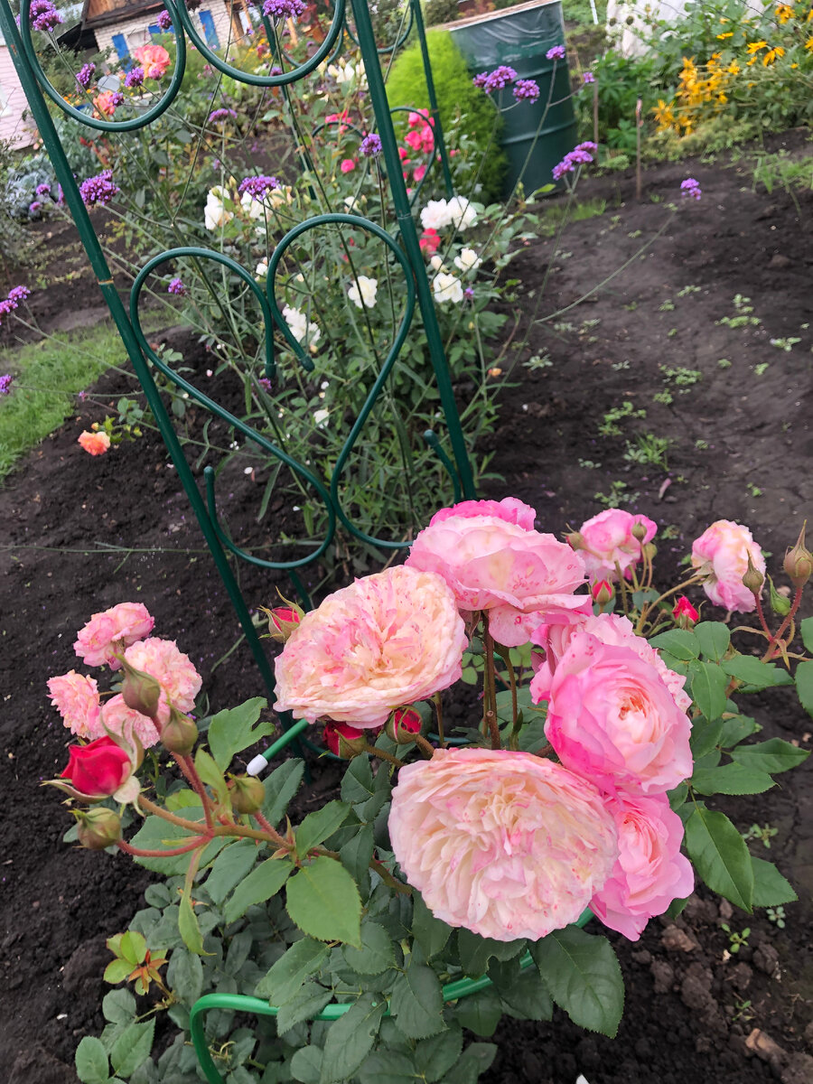 роза Констанс, фото автора.