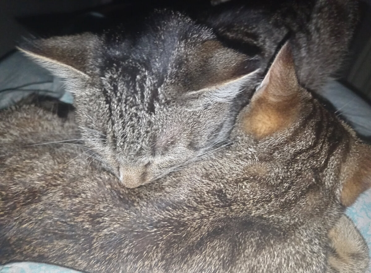 Под ними моё родное пузо