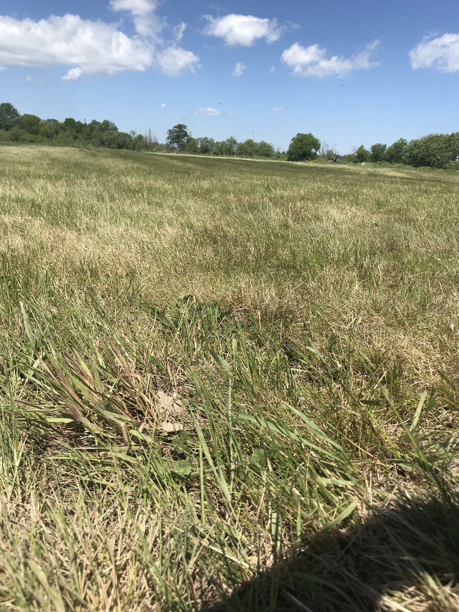 газонное поле в конце мая, до внесения удобрений (питомник Мицулевка, Сахалинская область, компания "Седьмой сезон")