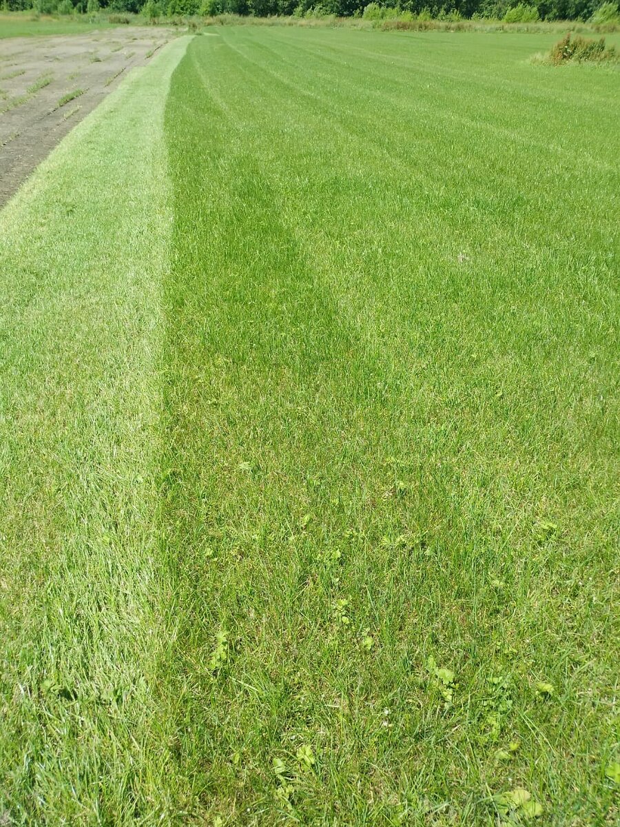 поле газона в июле (питомник Мицулевка, Сахалинская область, компания "Седьмой сезон")