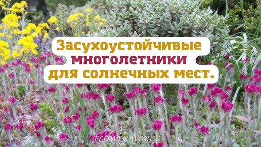  многолетники для солнечных мест.💐 | FlowerWorld | Дзен