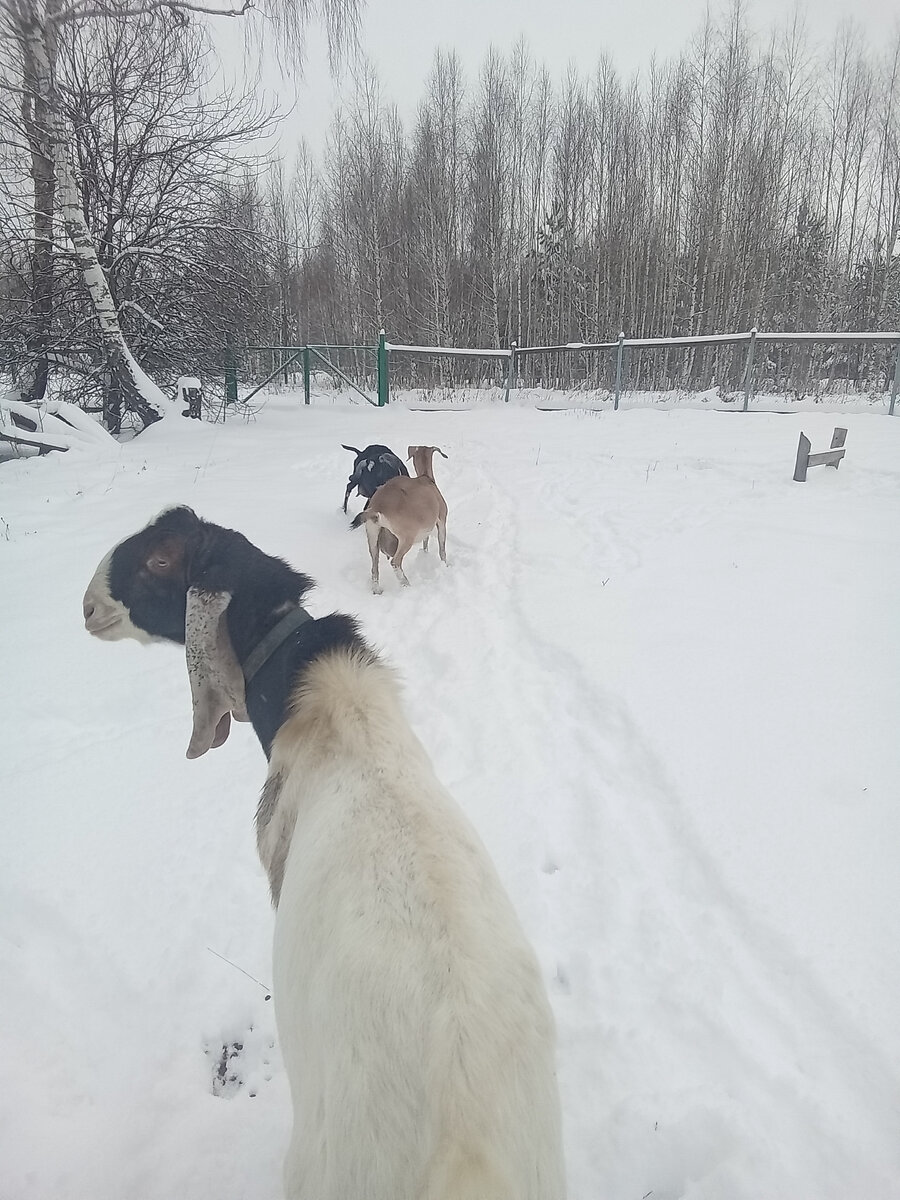 Как определить ложную беременность