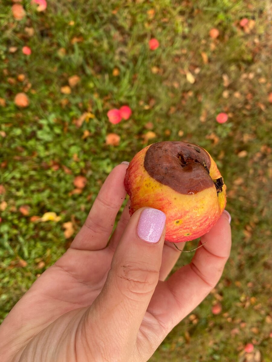 Упавшее яблоко