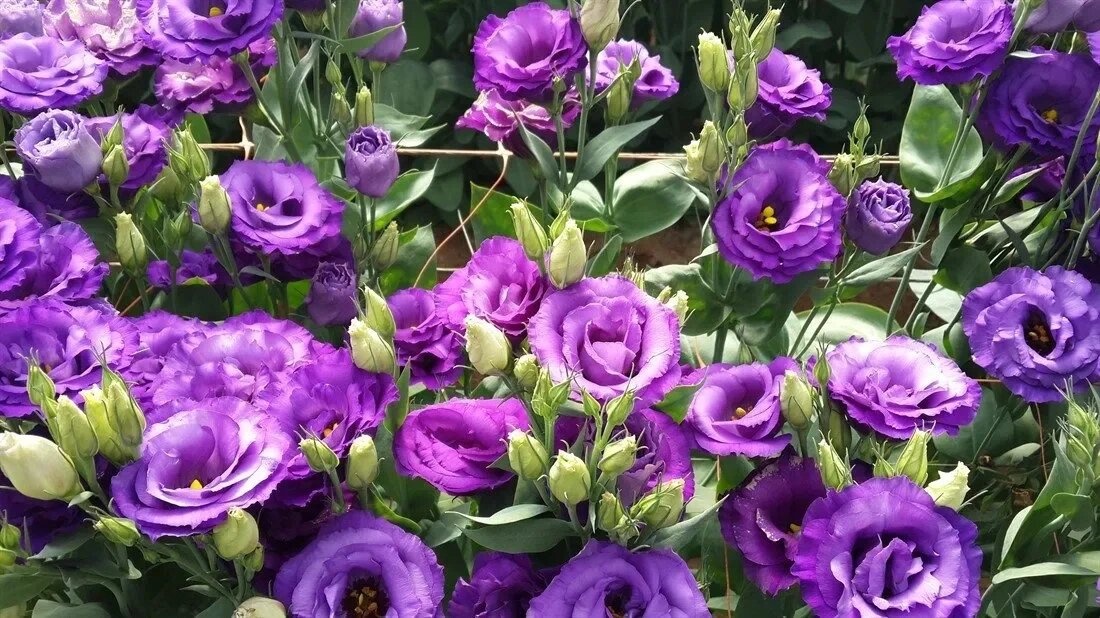 Эустома от посева до цветения. Эустома от посева до цветения. Цветы эустома посев семенами. Всходы рассады эустомы. Эустома от посева до цветения.