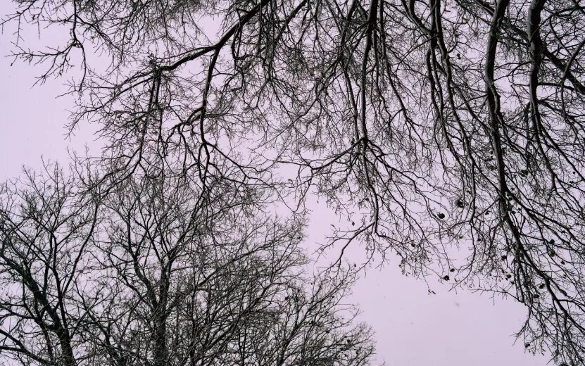    Новости Ижевска на утро 29 ноября: подорожание проезда и где купить елку с украшениями