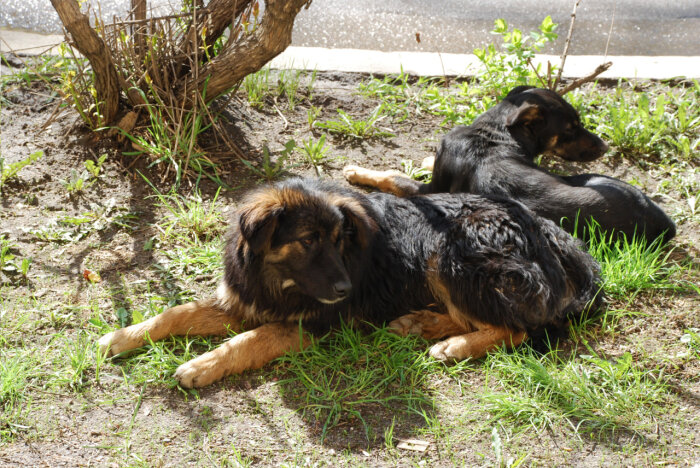 Фото: Pxhere.com. Бродячие собаки оккупировали улицы городов и поселков 