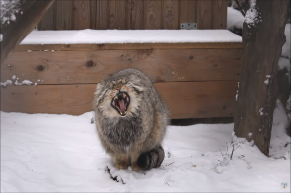    В Новосибирском зоопарке на видео попал пушистый манул