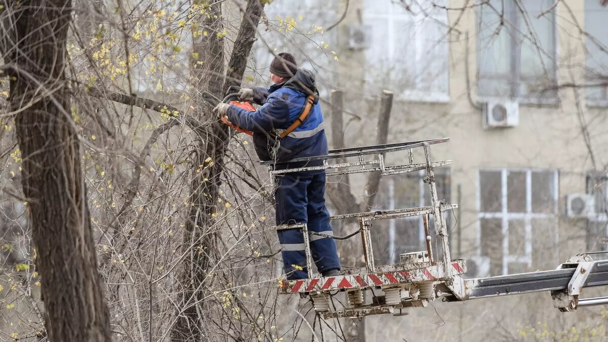     Зафиксированы случаи, когда деревья падали на проезжую часть.