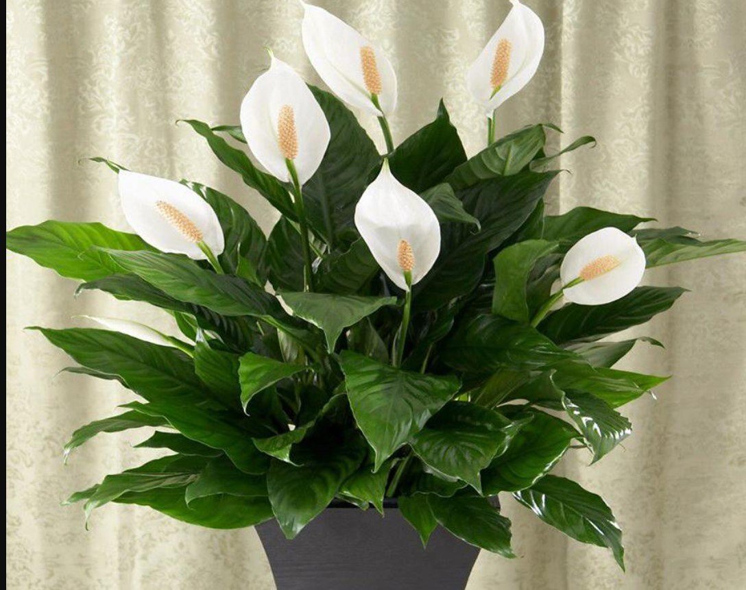 Спатифиллум королевский. Спатифиллум свит романо. Спатифиллум корто. Спатифиллум сильвер голд. Спатифиллум королевский гигант.