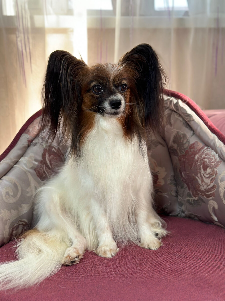 Звезда Империи Живанши Эстель 