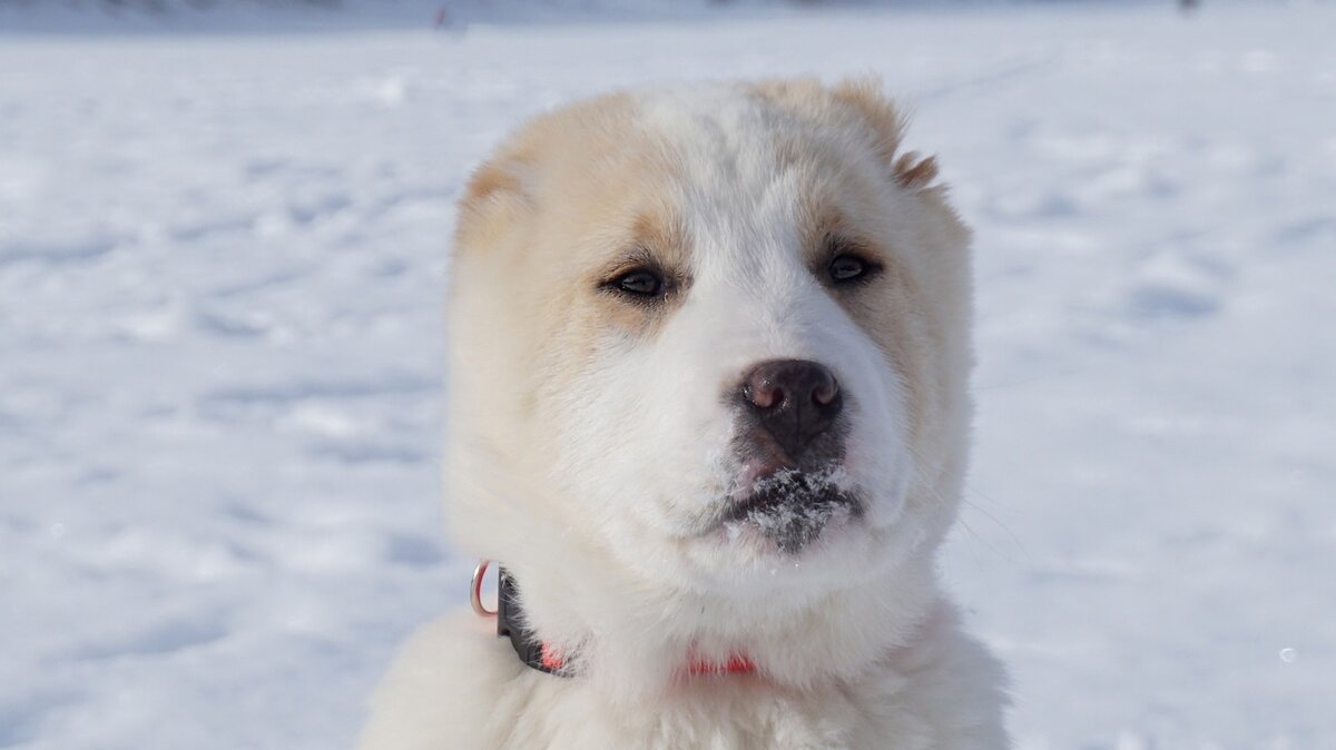Уход и содержание щенка алабая