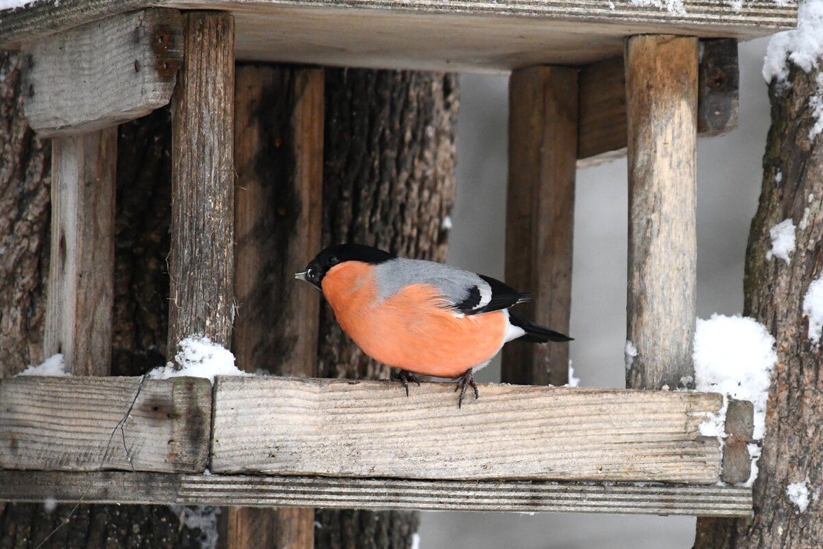 Снегирь собственной персоной. 