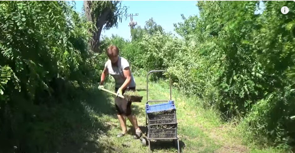 Нарезаю дернины в мае . Краснодарский край