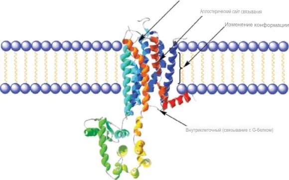 Кристаллическая структура аденозинового рецептора клеточной поверхности