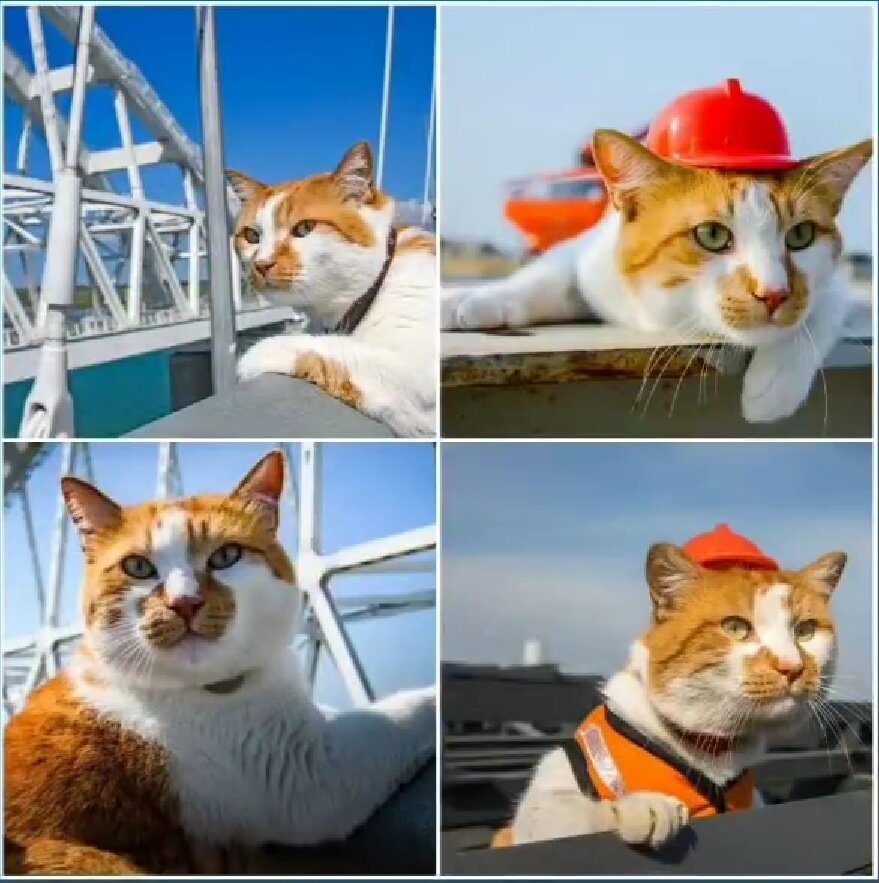КОТ МОСТИК (фото из свободного доступа сети)