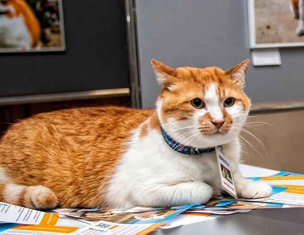 Мостик в Севастополе 